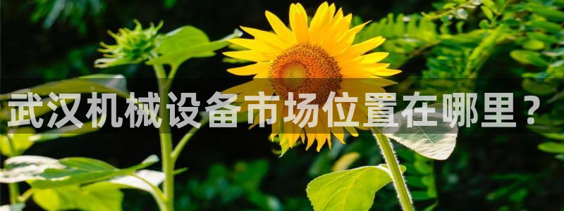 J9九游会老哥