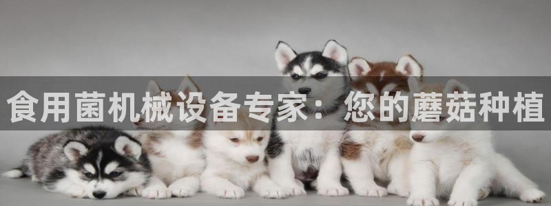 九游会官网在线